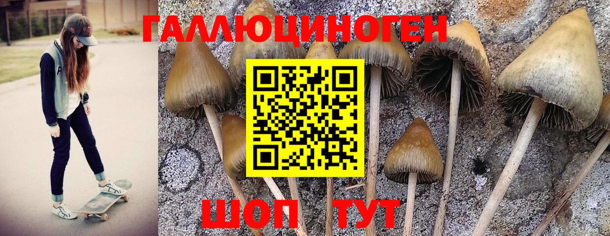 Псилоцибиновые грибы GOLDEN TEACHER Каспийск